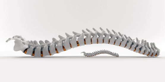 Spinal health Spine skeletal system