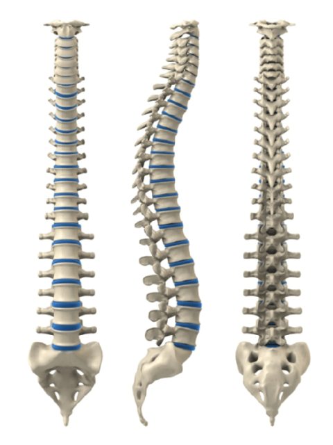 How Healthy is Your Backbone?