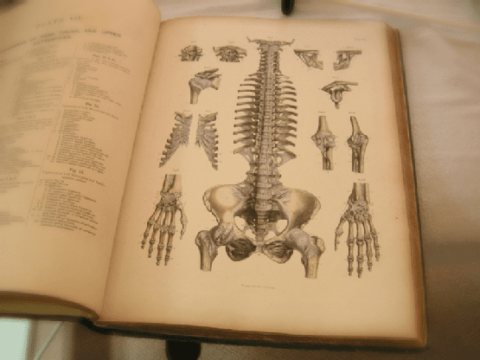 Anatomy of the Human Body Printed on a Book